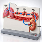 Ph Buffer System Acidosis Model